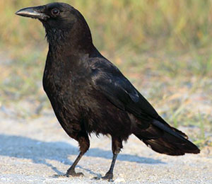 Black Crow Bird