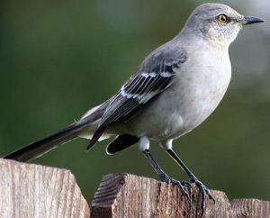 northern_mockingbird_library.jpg