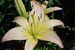 Asiatic Lilies