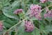 Butterfly Bush