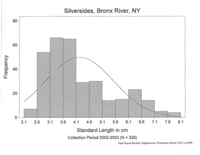 Atlantic silverside length frequency analysis