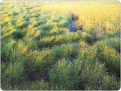 A protected salt marsh in Udalls Cove, 1992. Photo: Michael Feller