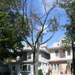 Dead tree