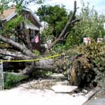 Entire Tree has Fallen