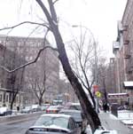 Uprooted tree