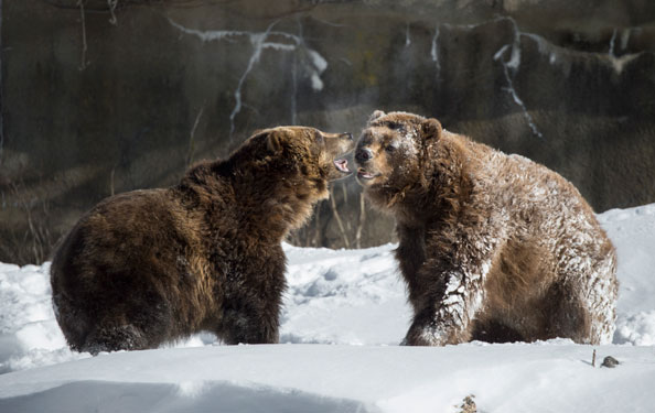 Brown Bears at the Bronx Zoo