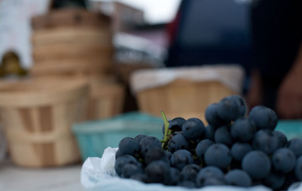 Concord grapes at an NYC greenmarket