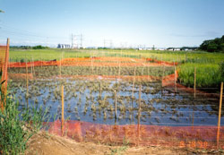 Photograph of Saw Mill Creek Marsh area