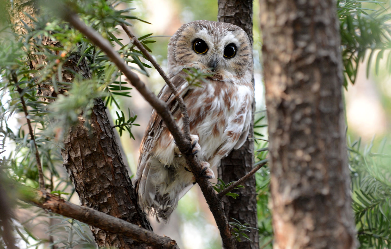 places to go birding owls nyc parks places to go birding owls nyc parks