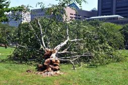 Central Park Storm Damage