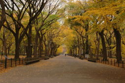 Fall in Parks