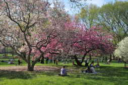 Spring Bloom in Central Park