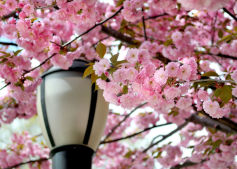 Spring Bloom in Sunset Park