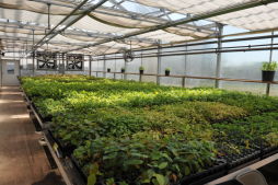 Greenbelt Native Plant Center Tour