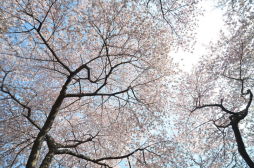 Cherry Blossoms in Central Park