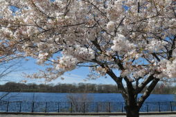 Spring in Silver Lake Park and Clove Lakes Park