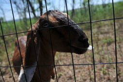 Goats at Freshkills Park