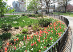 Tulips in Parks
