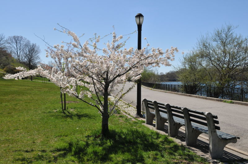 silverlake park silver lake park nyc parks silverlake park silver lake park nyc parks