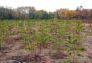MillionTreesNYC planting in Kissena Corridor Park