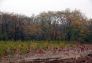 MillionTreesNYC planting in Kissena Corridor Park