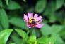 A bee visits a flower