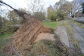 Downed Trees at Crotona Park