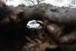 Through the Trees of Crotona Park