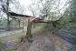 Downed Trees at Crotona Park