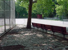 Image of a large shade tree in Davis Park