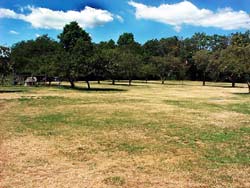 orchard image