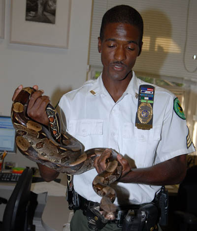 columbian red tail boa. a Columbian red-tail boa