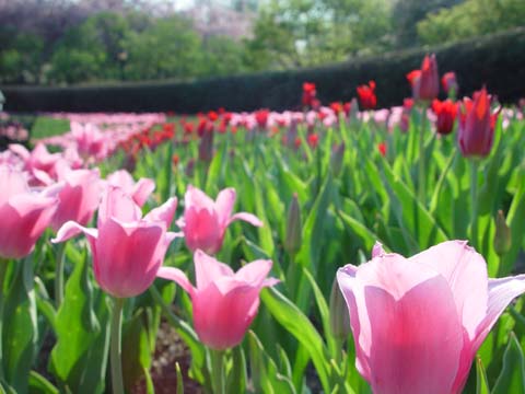 conservatory garden central park nyc. central park conservatory