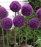 allium spp