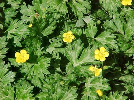 Marsh Buttercup