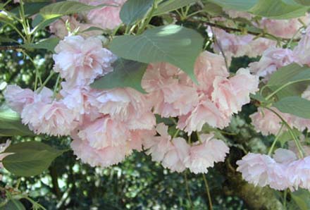 kwanzan cherry tree leaves. kwanzan cherry tree pictures.