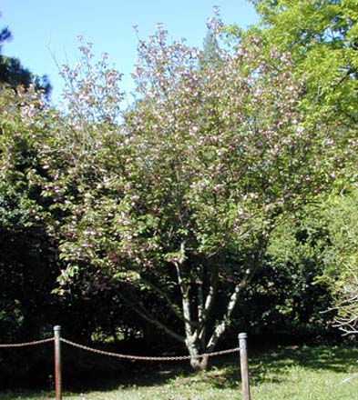 Cherry Tree #39;Kwanzan#39; cherry tree pictures. Cherry Tree #39;Kwanzan#39;