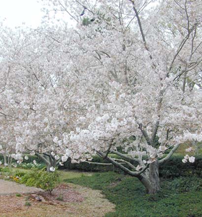 http://www.nycgovparks.org/sub_things_to_do/highlights/blooming_calendar/bloom_gallery/images/cherry_tree_somei_yoshino_2.jpg