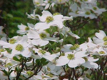 Flowering+dogwood+bush
