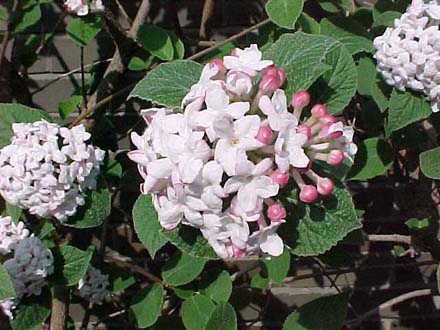 http://www.nycgovparks.org/sub_things_to_do/highlights/blooming_calendar/bloom_gallery/images/korean_spice_viburnum_aurora.jpg