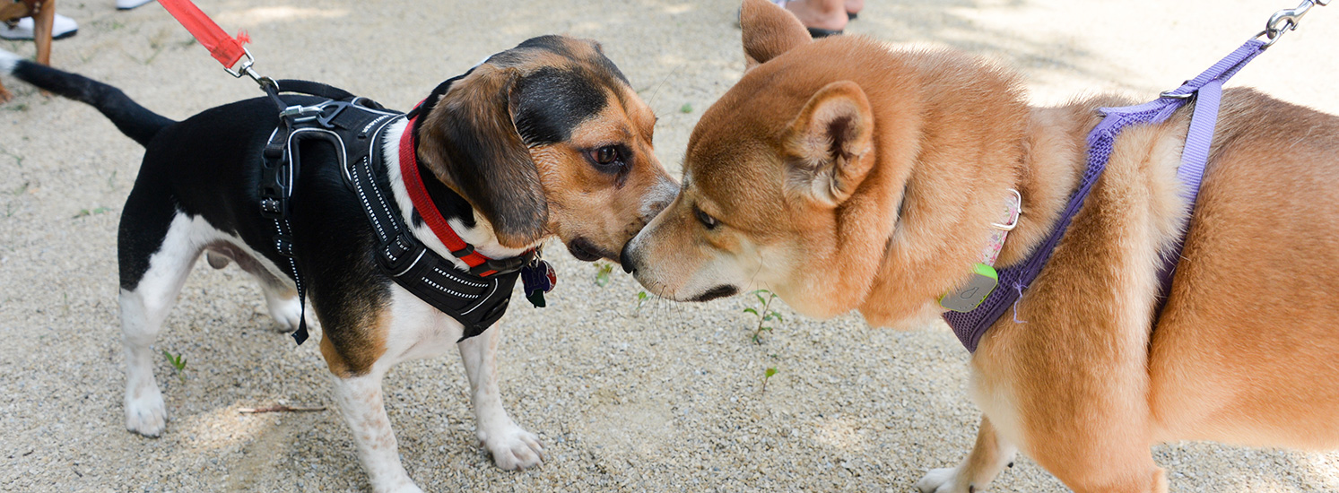 How to Keep Your Dog Healthy And Safe at Your City'S Dog Park  