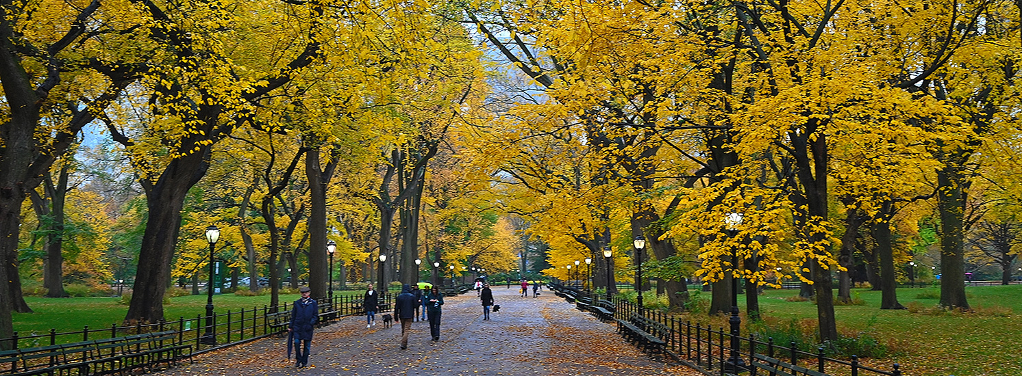 Great Trees : NYC Parks