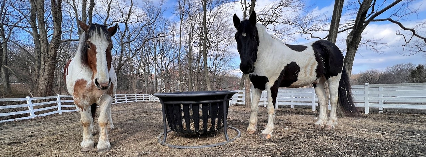 Horseback Riding Trails Nyc Parks