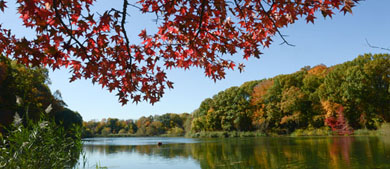 A forest with red leaves surrounds a lake in a park