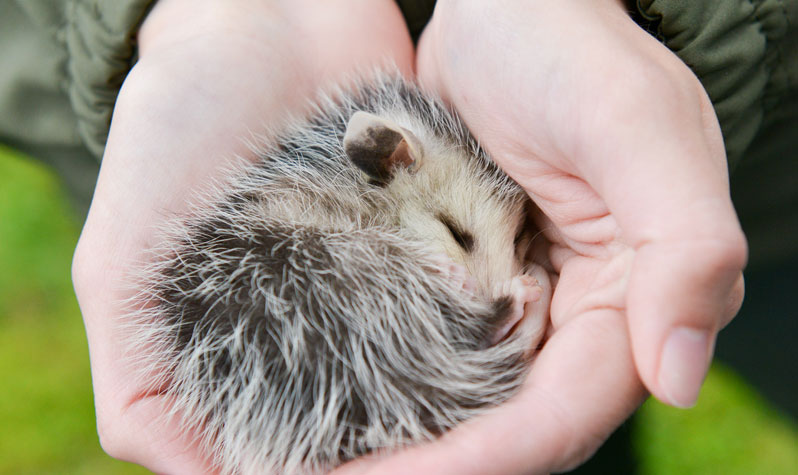 Baby Animals We're Thankful for This Year : NYC Parks Baby Animals We're Thankful for This Year : NYC Parks