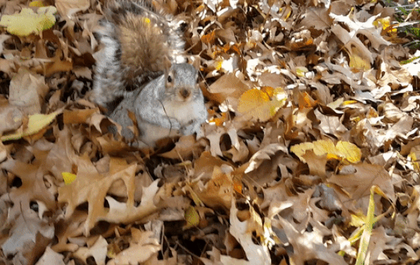 Squirrels In New York City S Parks Nyc Parks Squirrels In New York City S Parks Nyc Parks