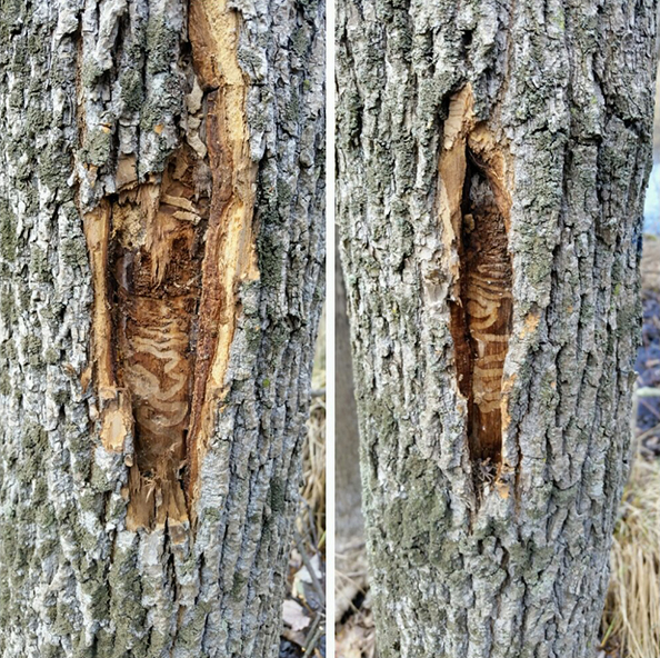 Emerald Ash Borer Infestation NYC Parks