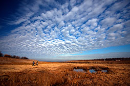 Two people walk through a salt marsh at Alley Pond Park