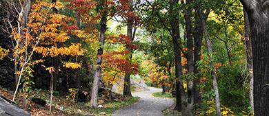 a pathway in Highbridge Park is flanked by trees in their fall colors