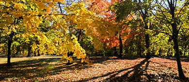 fall colors on the leaves